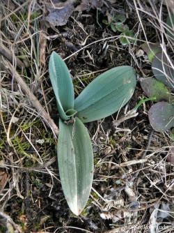Neotinea tridentata (Scop.) Bateman, Pridgeon et Chase 3.Kép