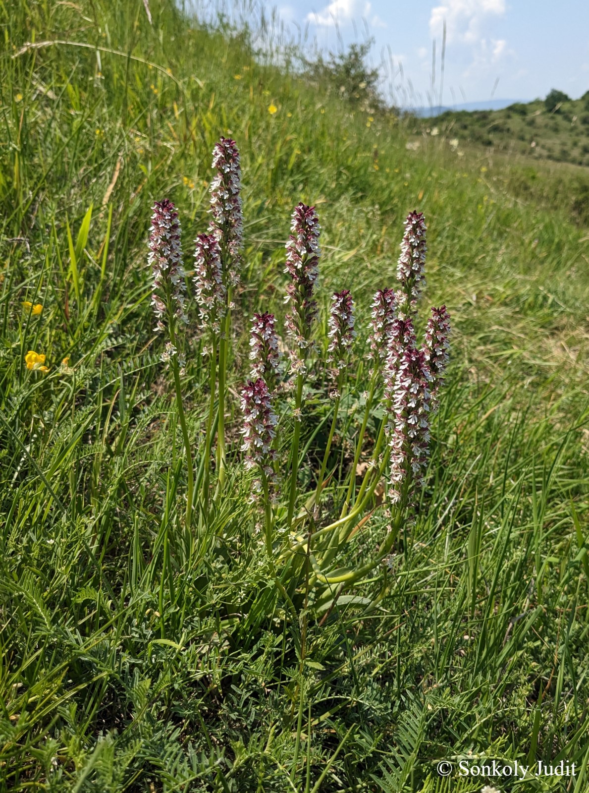 Neotinea ustulata (L.) Bateman, Pridgeon et Chase