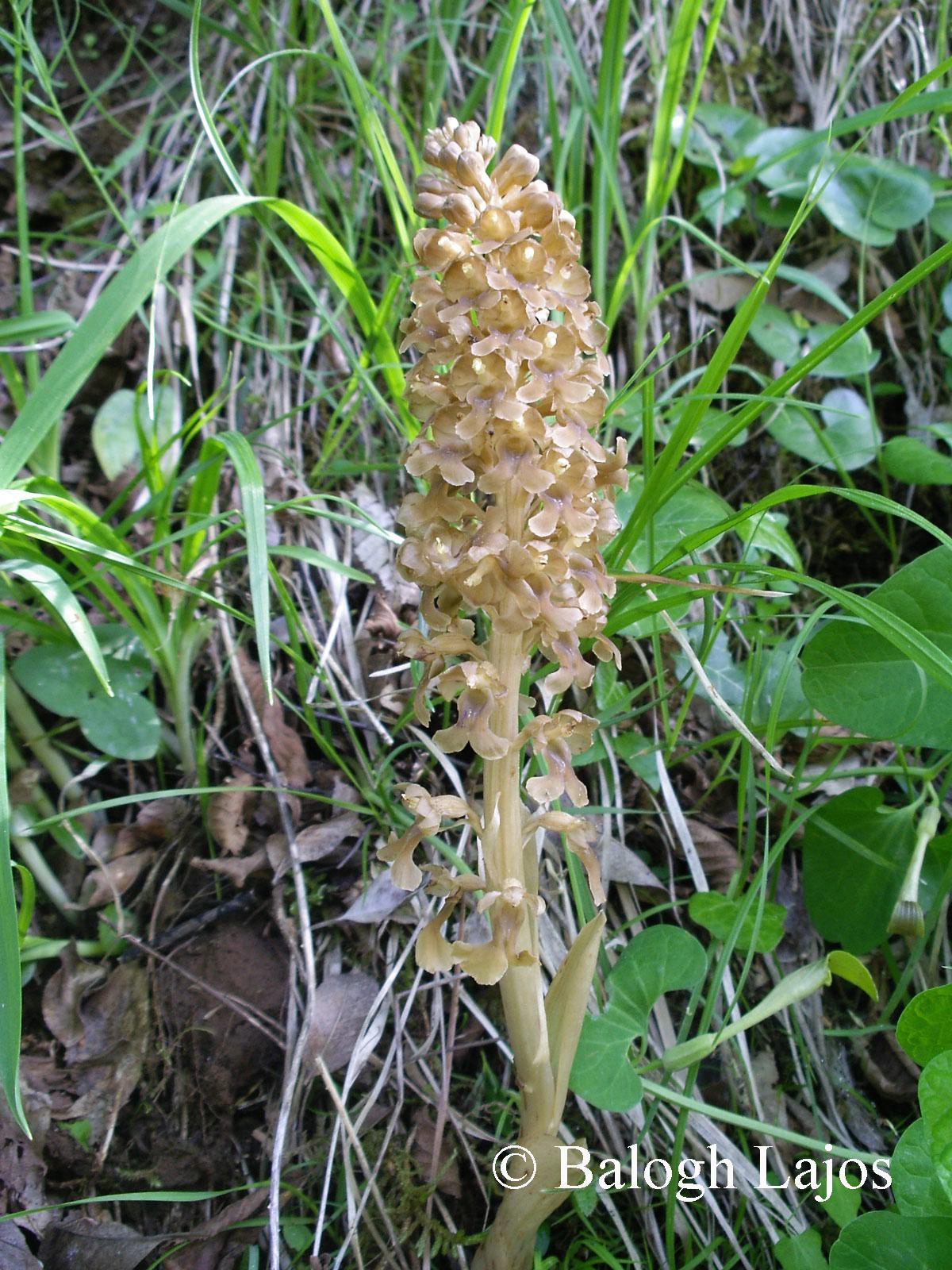 Neottia nidus-avis (L.) Rich.