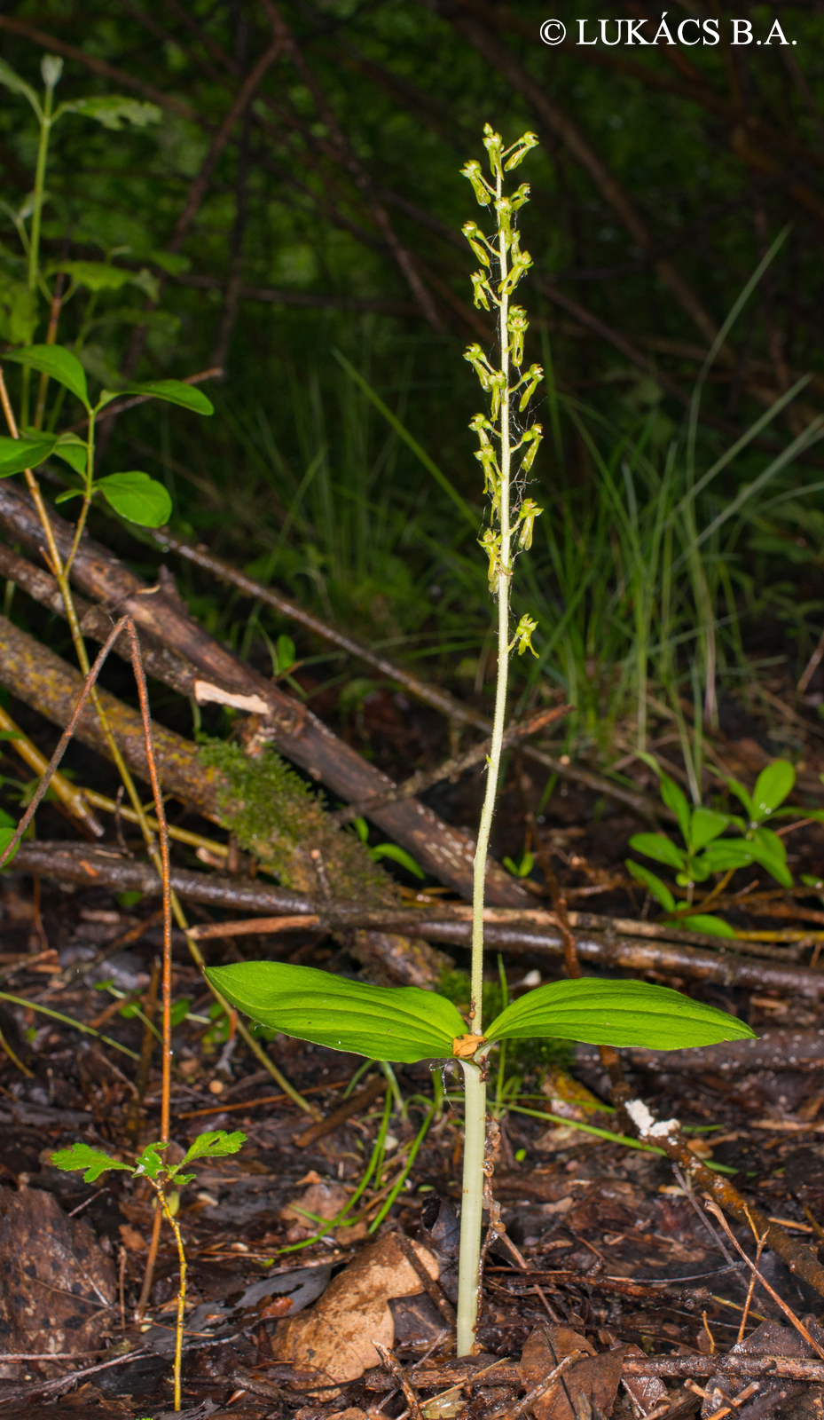 Neottia ovata Bluff. et Fingerh.
