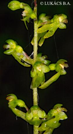 Neottia ovata Bluff. et Fingerh. 2.Image