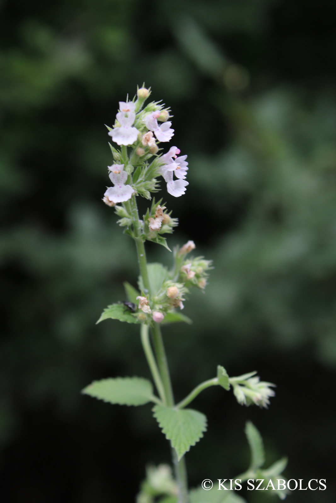 Nepeta cataria L.