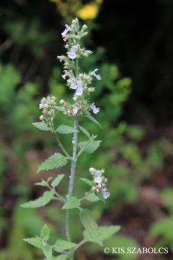 Nepeta cataria L. 2.Image