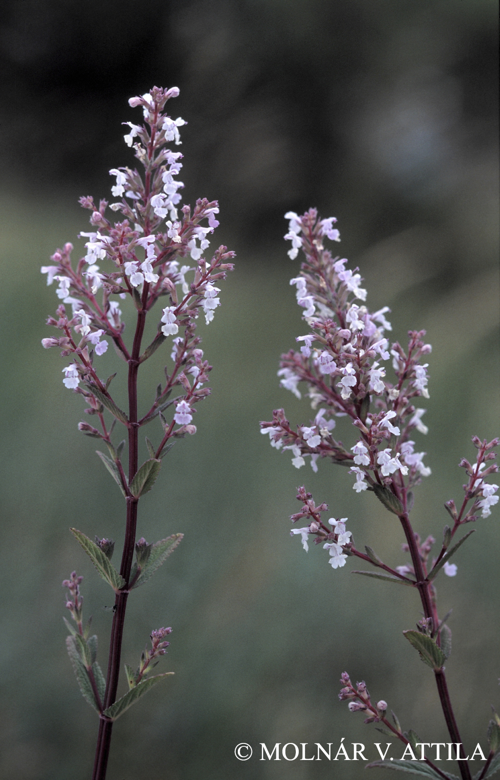 Nepeta pannonica L.