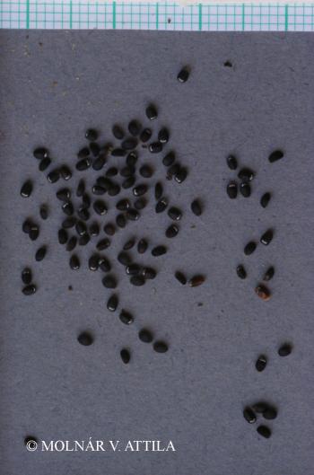 Nepeta pannonica L. 2.Image