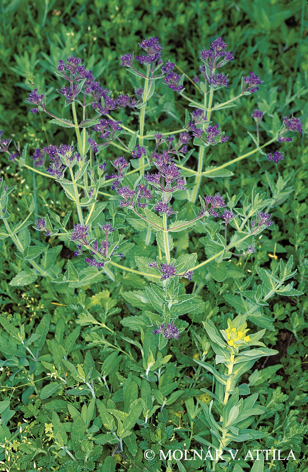 Nepeta parviflora M. Bieb.
