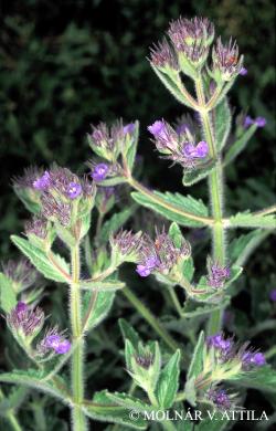Nepeta parviflora M. Bieb. 2.Image