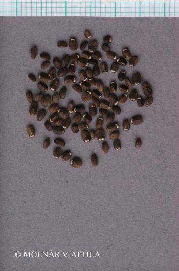 Nepeta parviflora M. Bieb. 3.Image