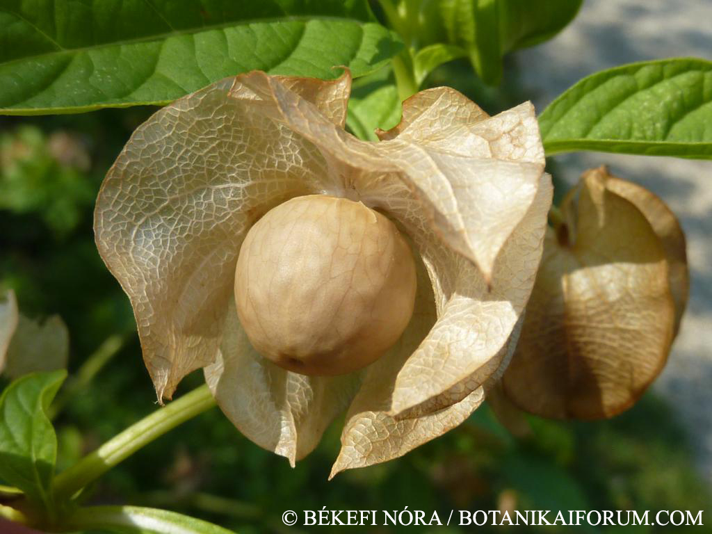 Nicandra physalodes (L.) Gaertn.