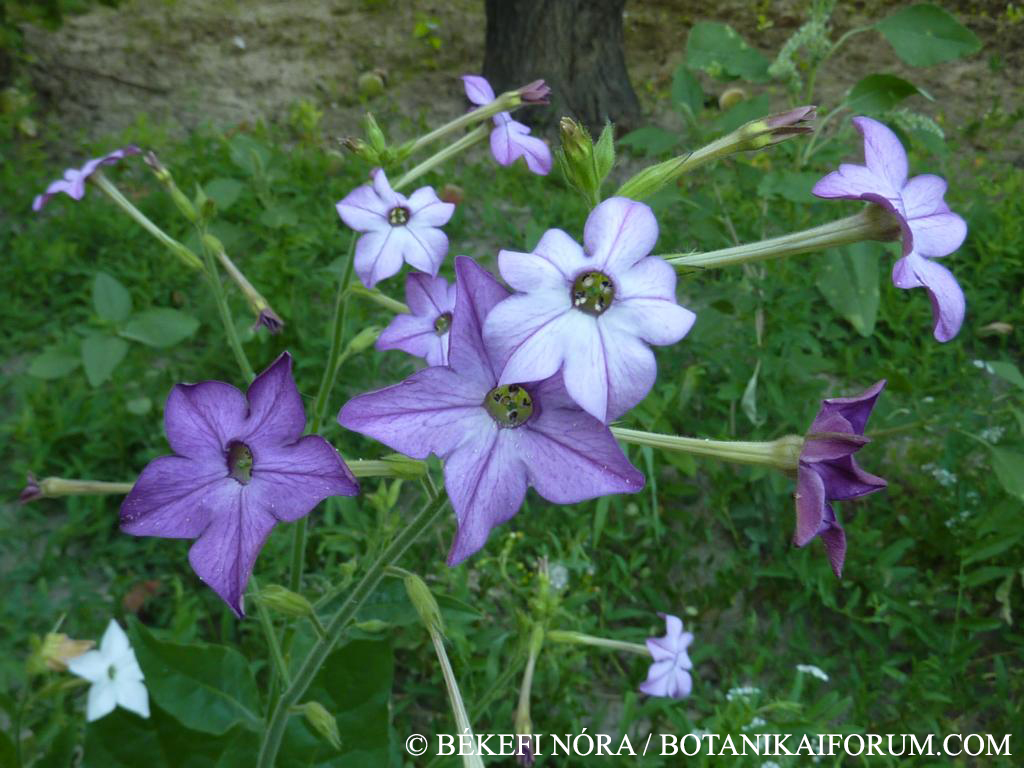 Nicotiana alata Link et Otto