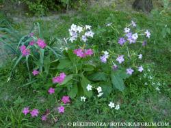 Nicotiana alata Link et Otto 2.Kép