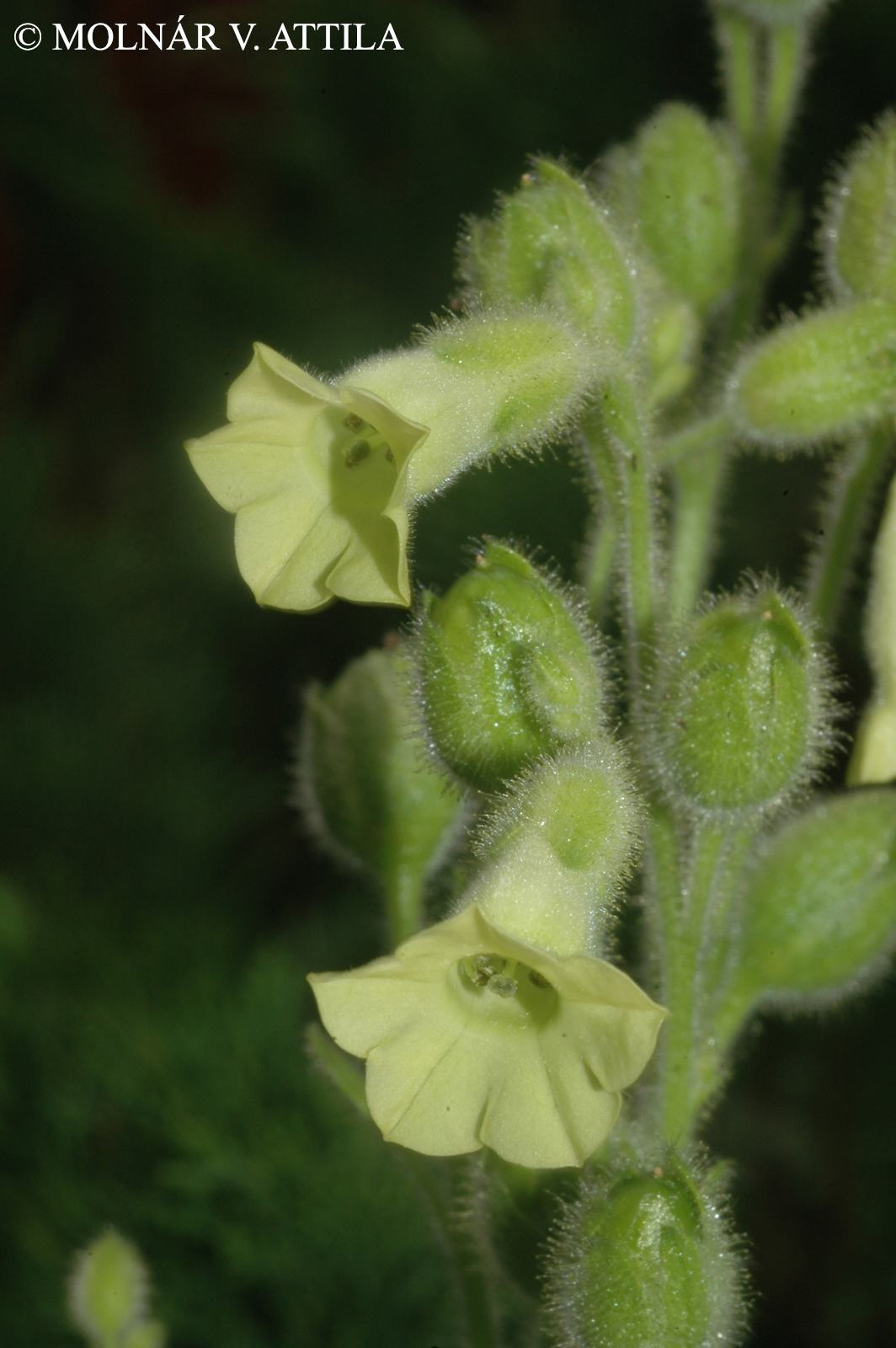 Nicotiana rustica L.