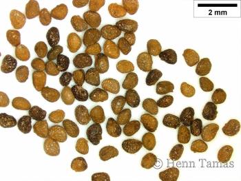 Nicotiana rustica L. 2.Image