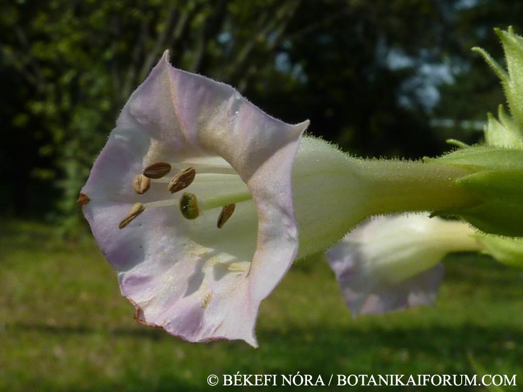 Nicotiana tabacum L.