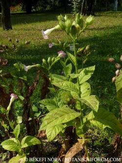 Nicotiana tabacum L. 2.Kép