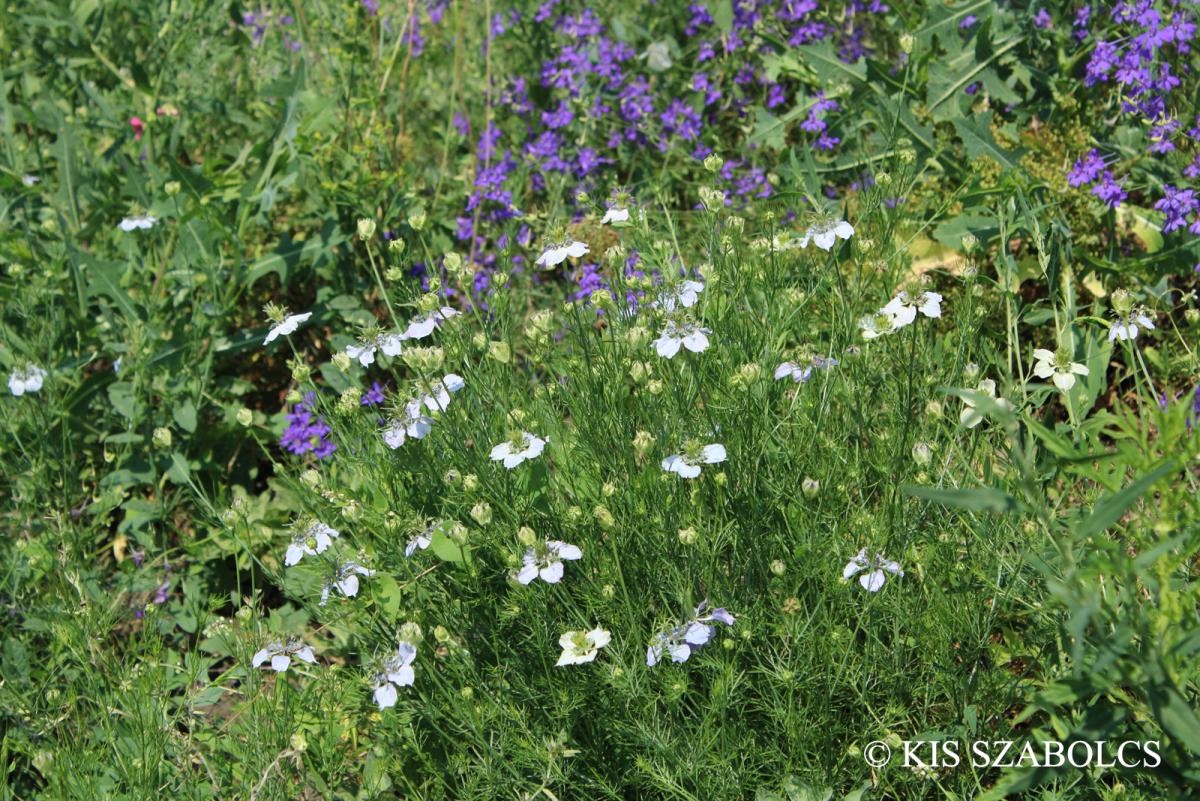 Nigella arvensis L.