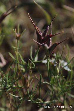 Nigella arvensis L. 2.Image