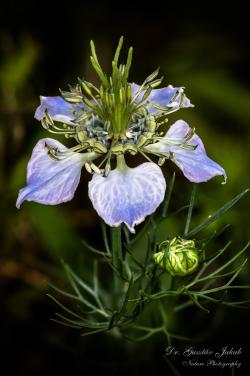 Nigella arvensis L. 3.Image