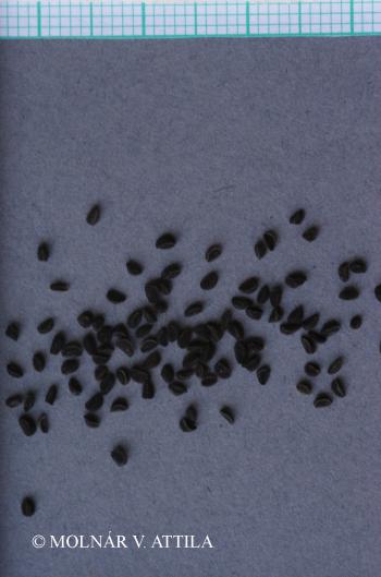 Nigella arvensis L. 4.Image