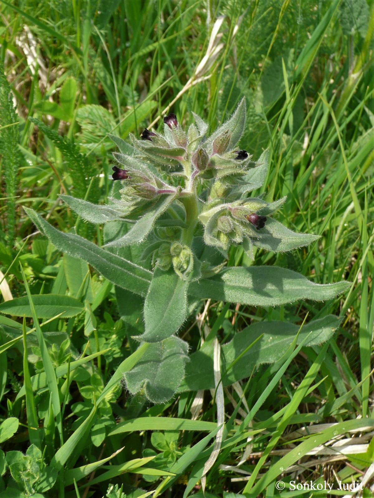 Nonea pulla (L.) DC.