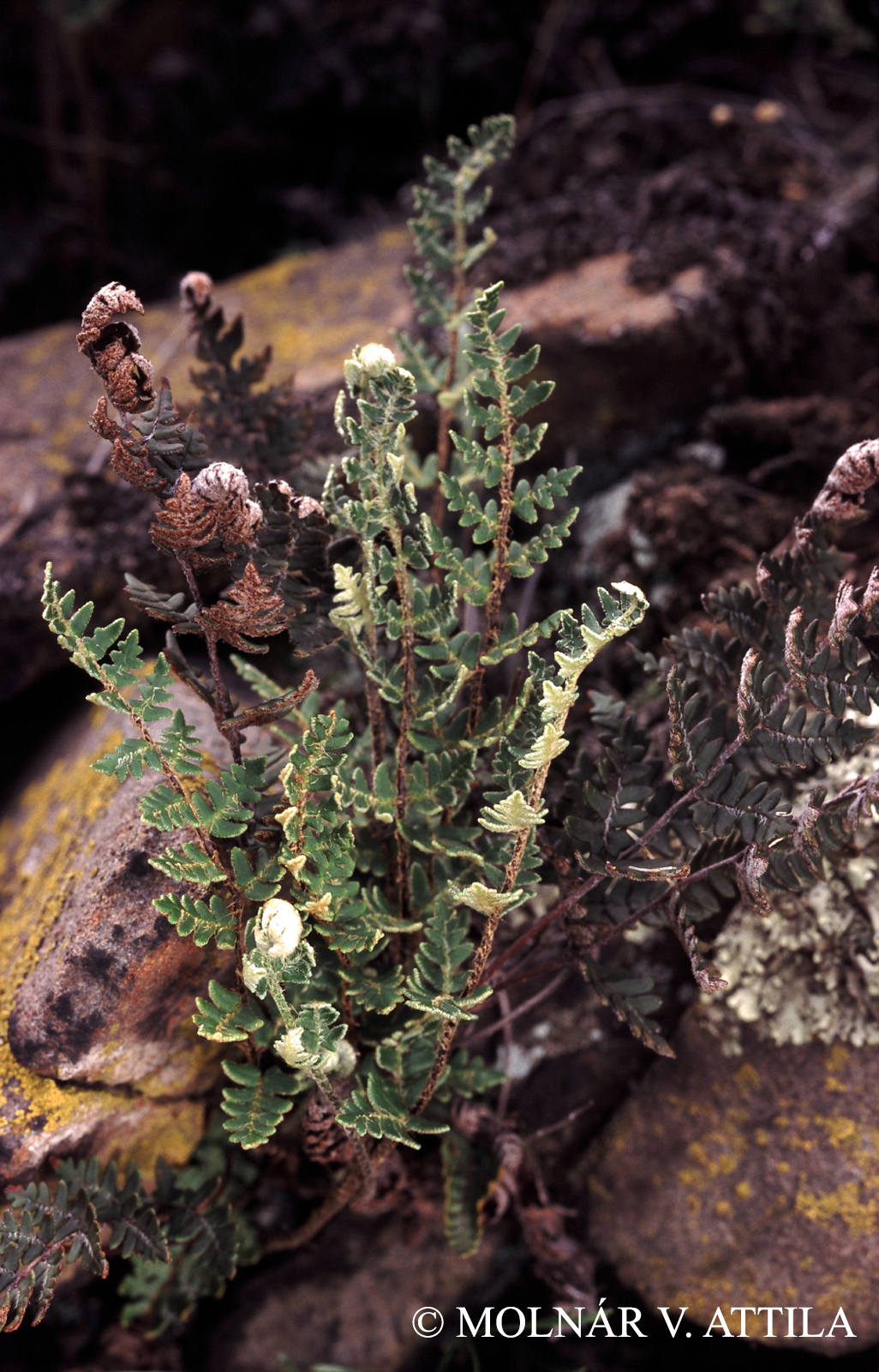 Notholaena marantae (L.) Desv.