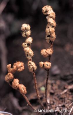 Notholaena marantae (L.) Desv. 2.Image