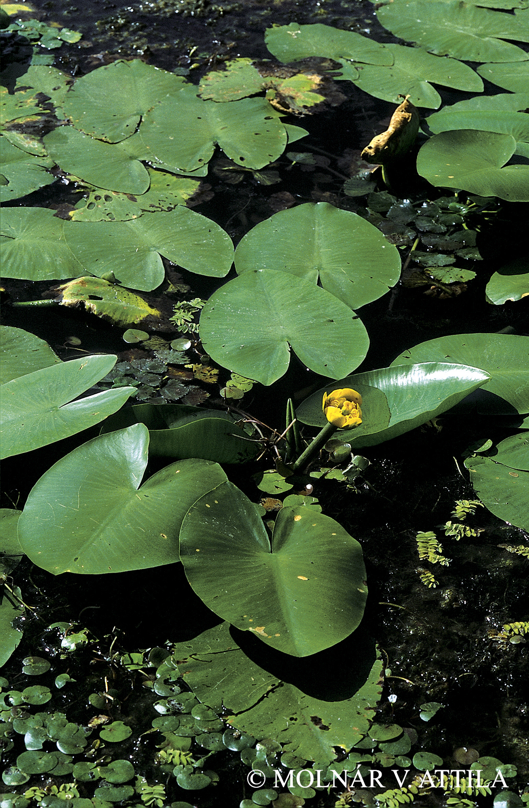Nuphar lutea (L.) Sm.