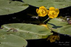 Nuphar lutea (L.) Sm. 2.Image