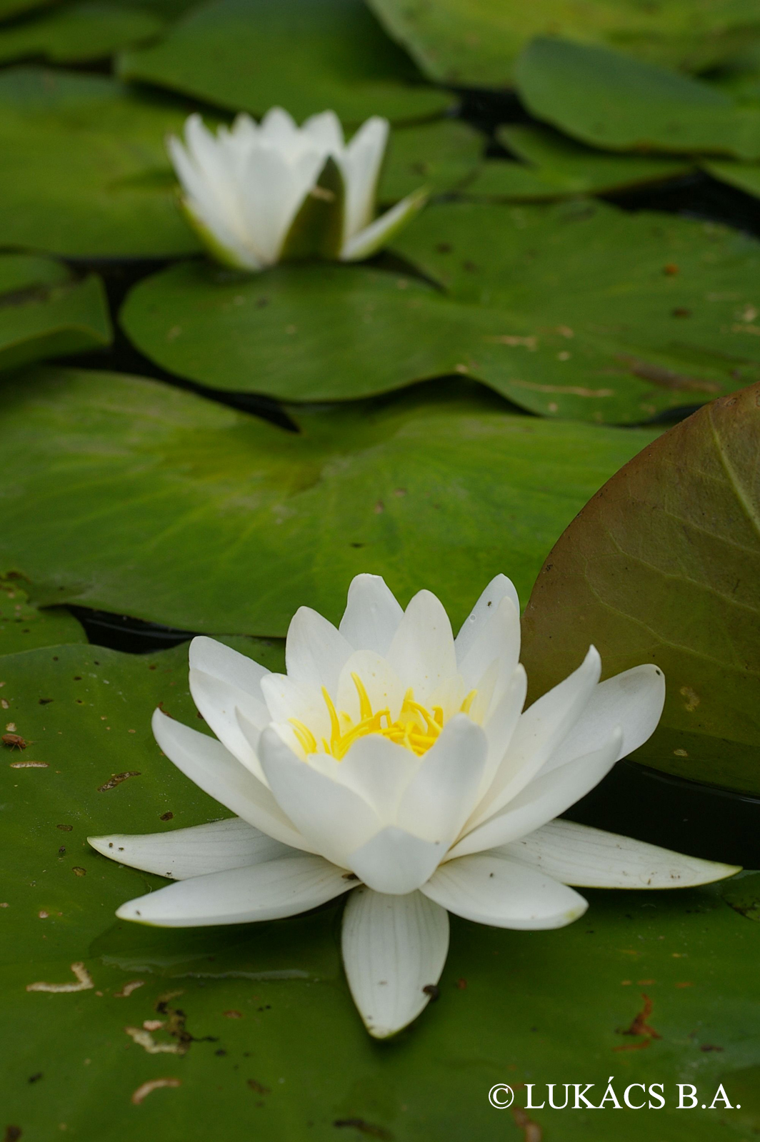 Nymphaea alba L.