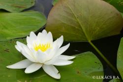 Nymphaea alba L. 2.Kép