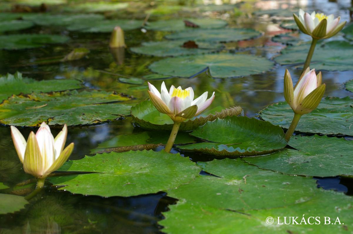 Nymphaea lotus L.