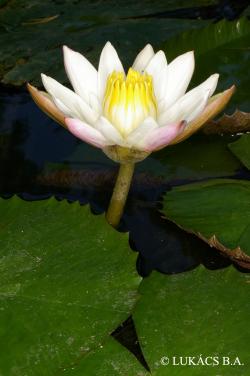 Nymphaea lotus L. 2.Image