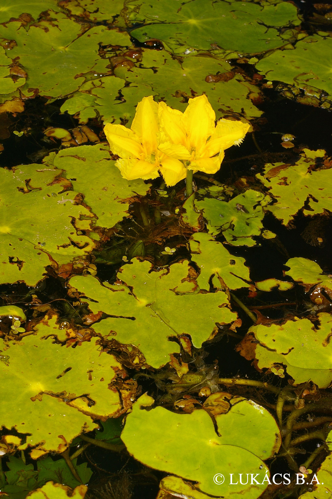 Nymphoides peltata (S.G. Gmel.) Kuntze