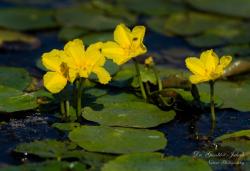 Nymphoides peltata (S.G. Gmel.) Kuntze 2.Image