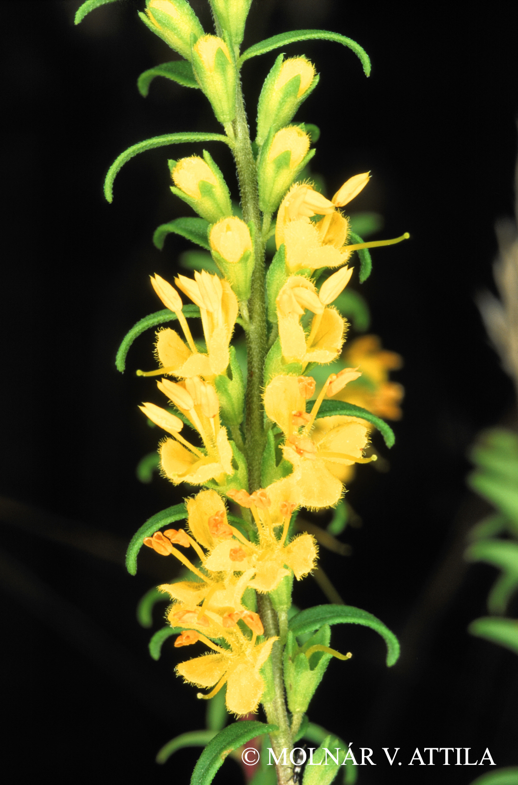 Odontites lutea (L.) Clairv.