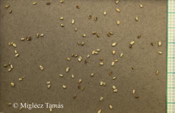 Odontites lutea (L.) Clairv. 3.Image
