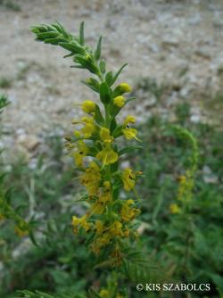 Odontites lutea (L.) Clairv. 2.Image