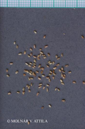Odontites vernus (Bellardi) Dumort. 3.Image