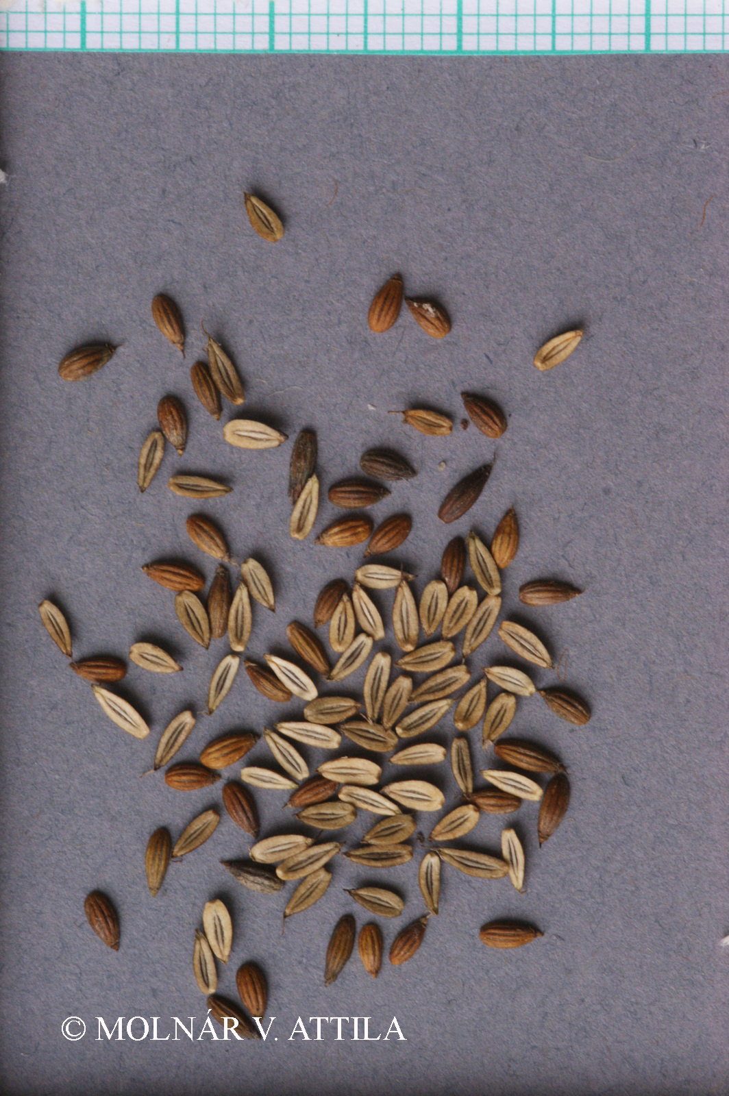 Oenanthe aquatica (L.) Poir.