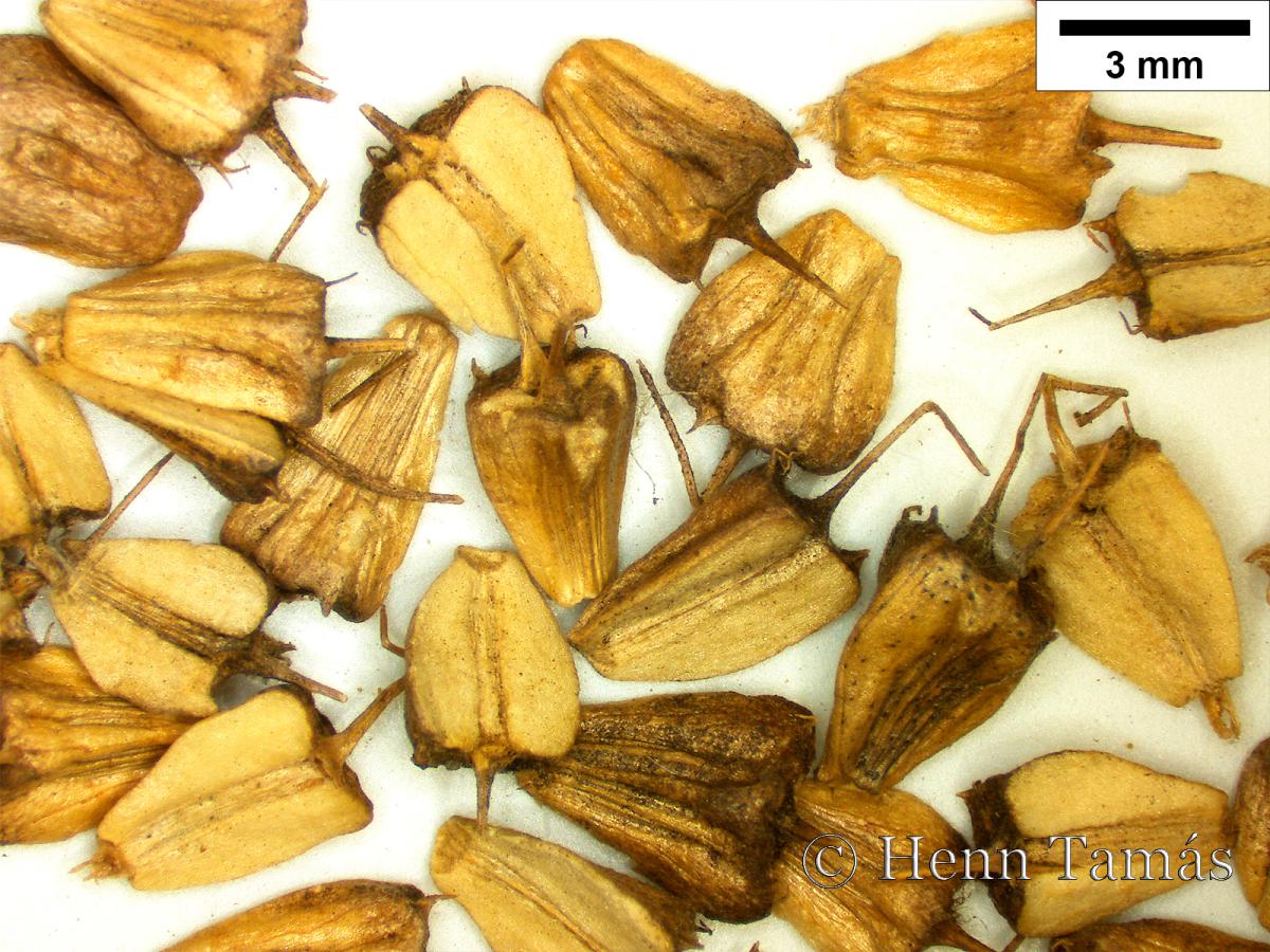 Oenanthe fistulosa L.