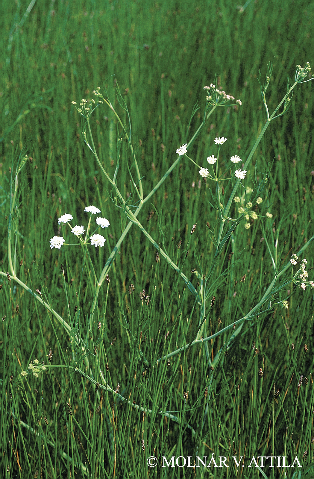 Oenanthe silaifolia M. Bieb.