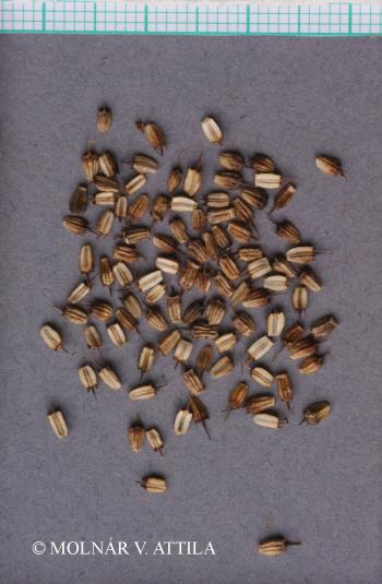 Oenanthe silaifolia M. Bieb. 2.Kép