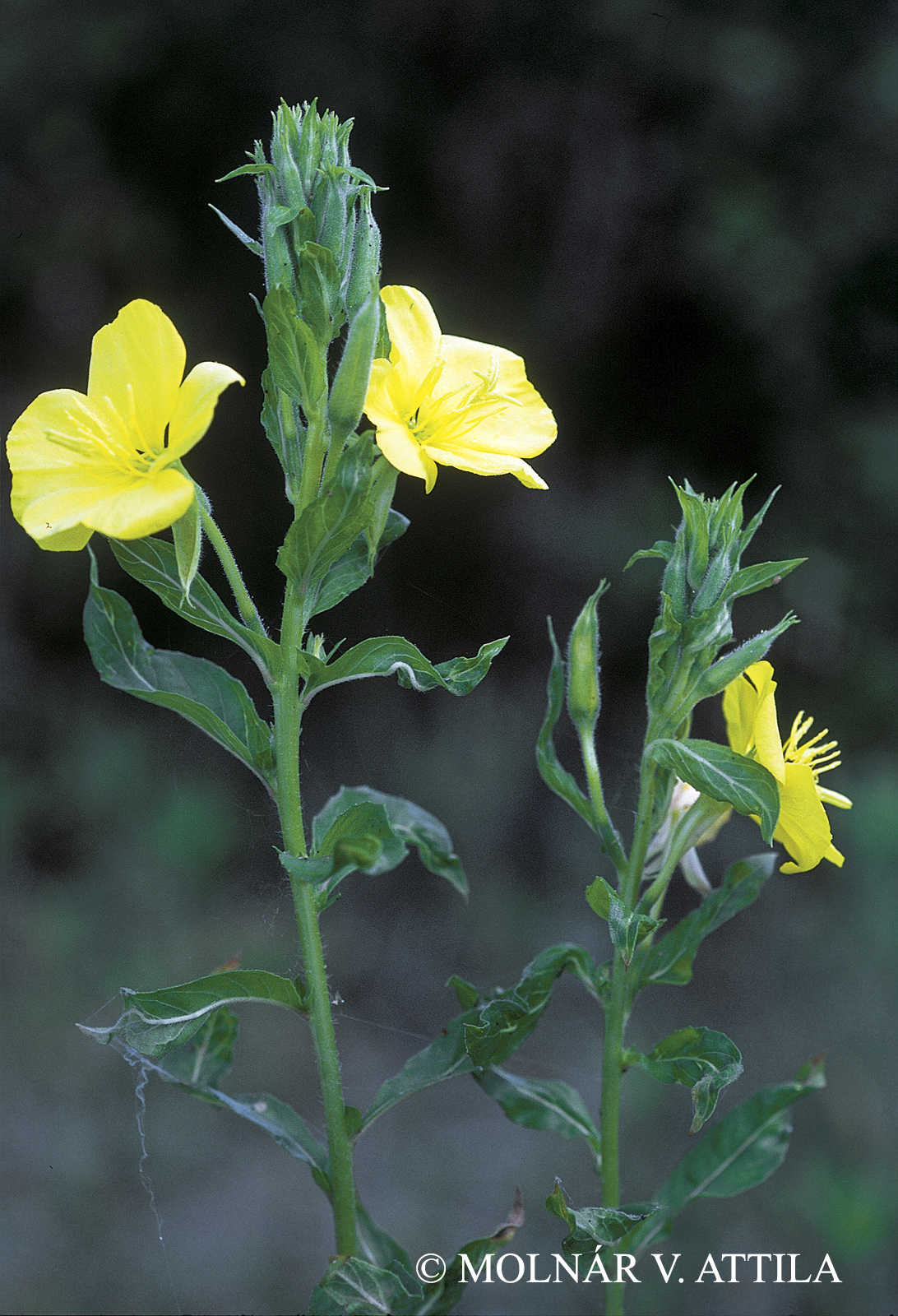 Oenothera biennis L.