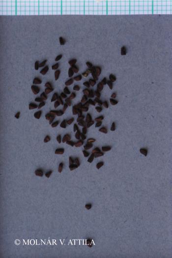Oenothera biennis L. 2.Image