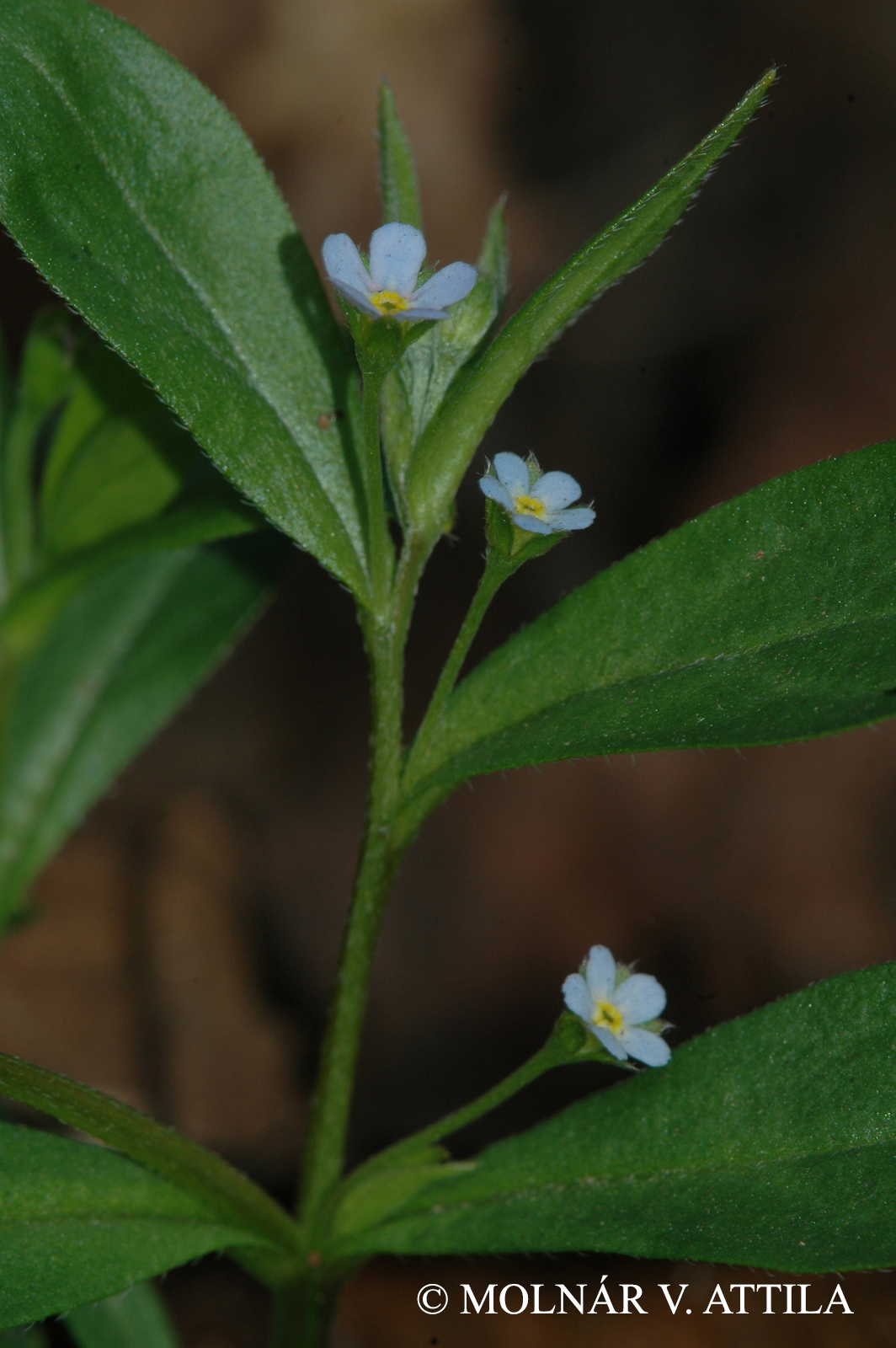 Omphalodes scorpioides (Haenke) Schrank