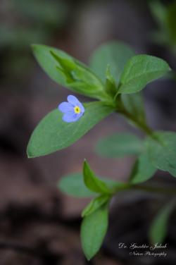 Omphalodes scorpioides (Haenke) Schrank 2.Image