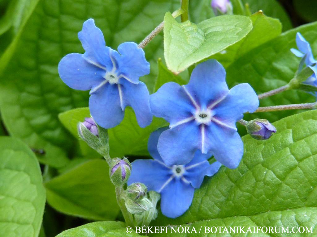 Omphalodes verna Moench