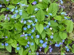 Omphalodes verna Moench 2.Image