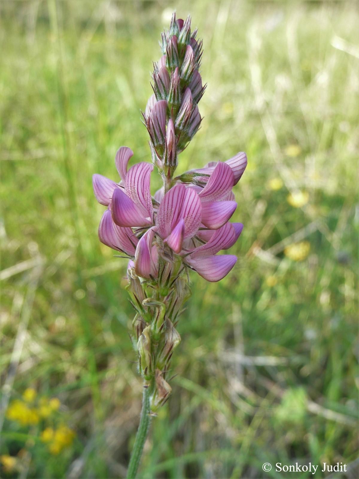 Onobrychis arenaria (Kit.) DC.