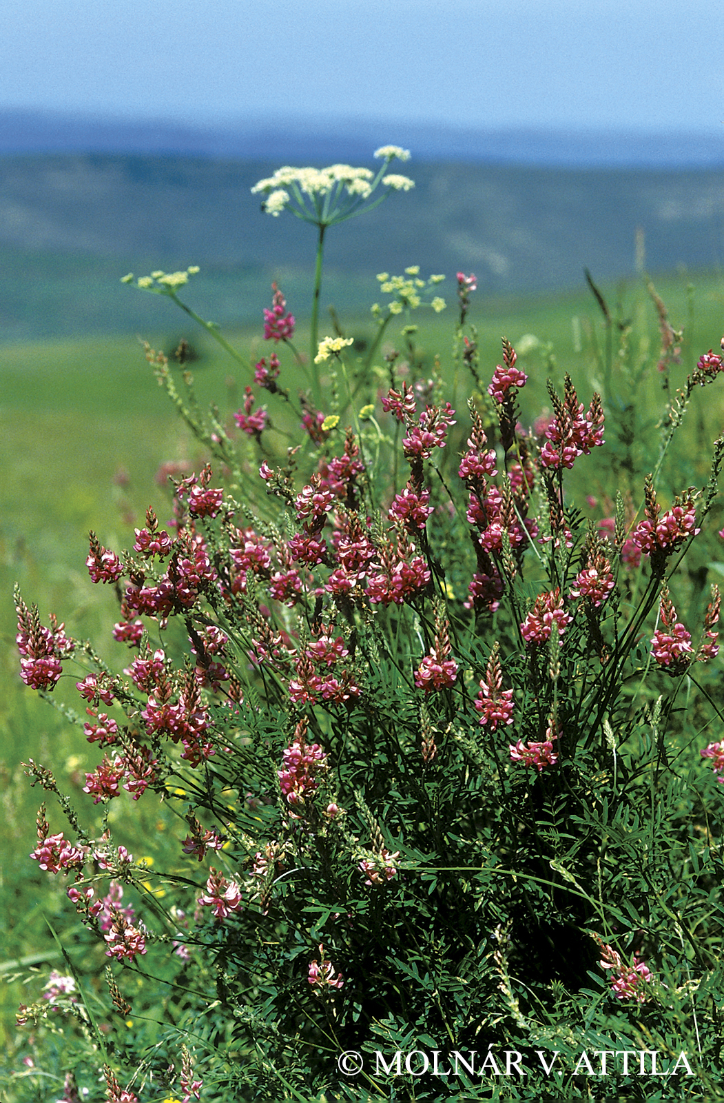 Onobrychis viciifolia agg.